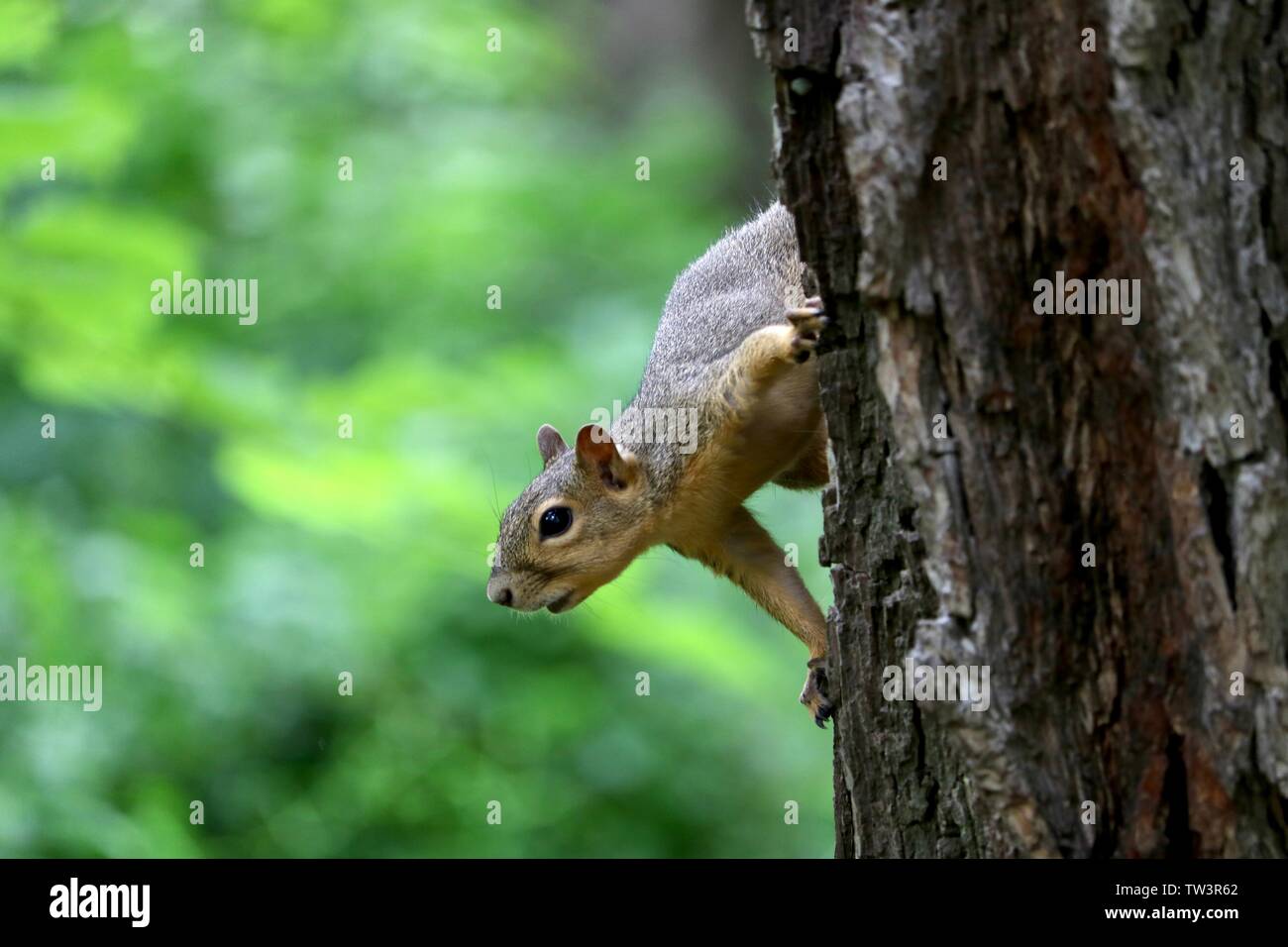 Closeup of a squirrel on a tree aware of its surroundings Stock Photo