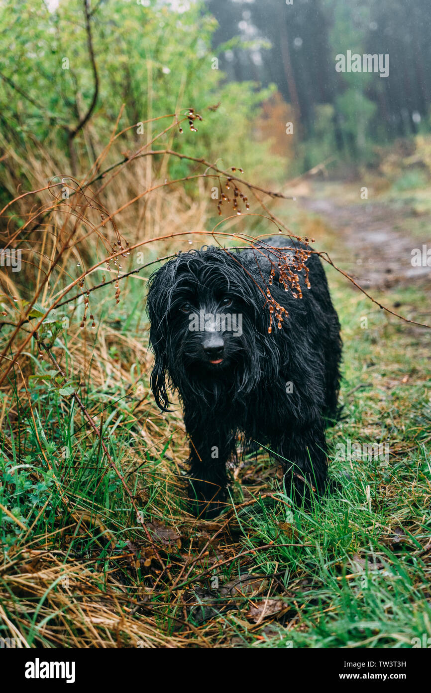 Do Dogs Like To Walk In The Rain