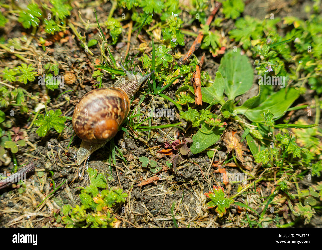 Garden Snails Stock Photo Alamy