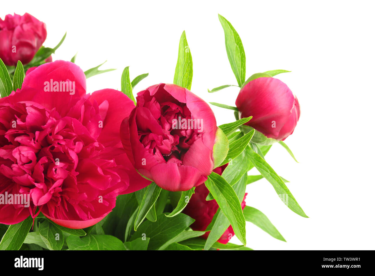 Beautiful pink peony flowers on white background Stock Photo - Alamy