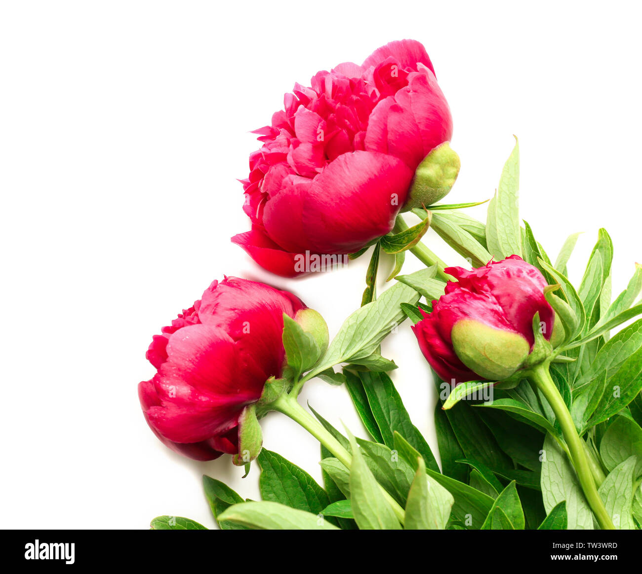 Beautiful pink peony flowers on white background Stock Photo - Alamy