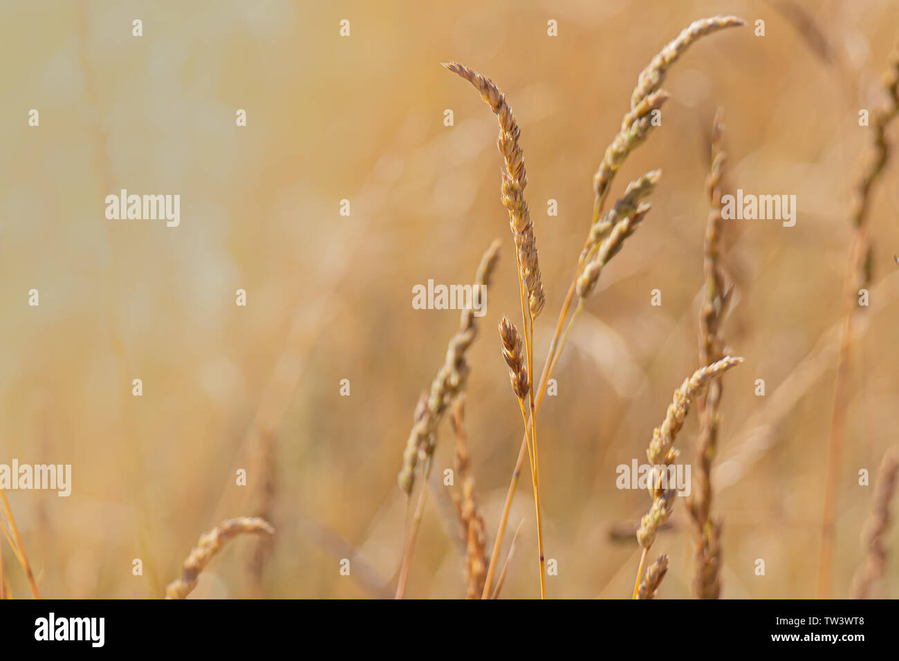 Wild grass in a meadow at sunset, Humboldt Redwoods State Park, California, USA. Stock Photo