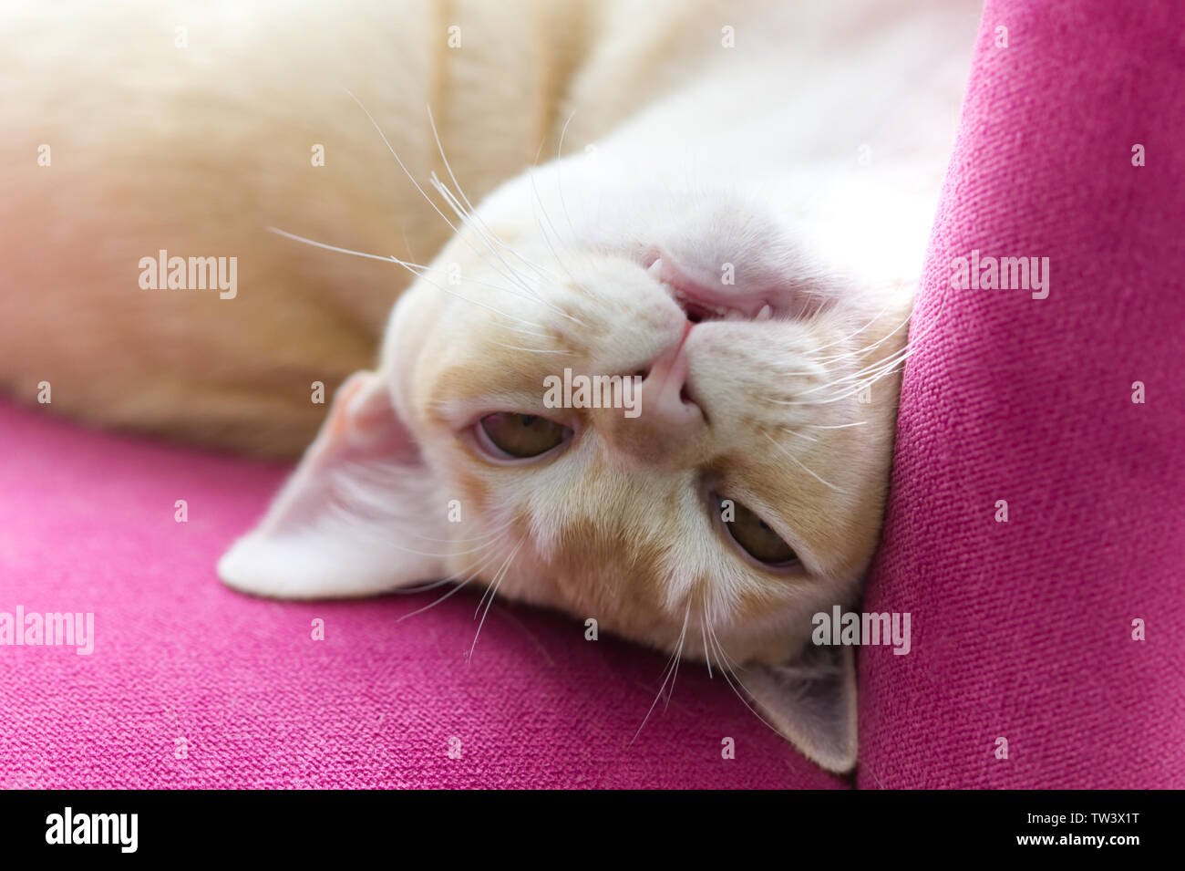 Purebred Burmese cat on pink armchair Stock Photo
