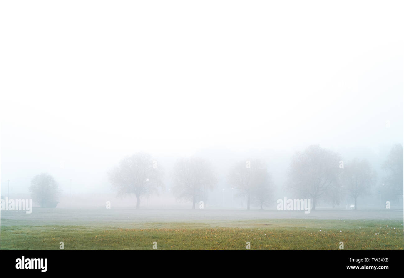 Trees in mist and fog Stock Photo - Alamy