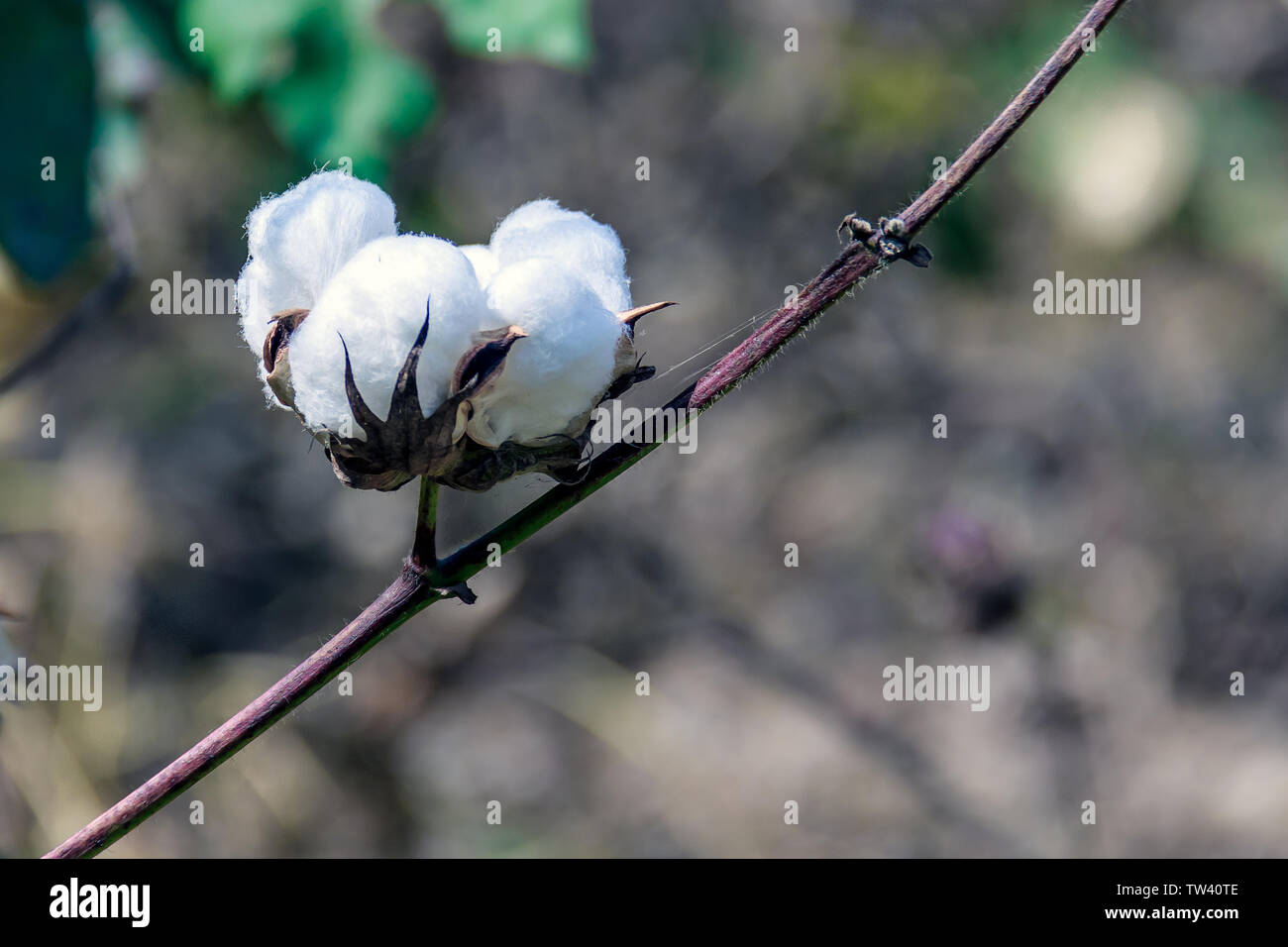 Cotton Cultivation High Resolution Stock Photography and Images Alamy