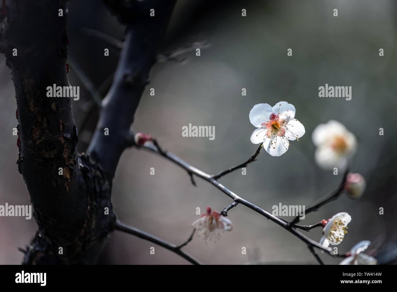 2018 02 26 Shanghai 2018 Century Park Appreciation Mei Garden