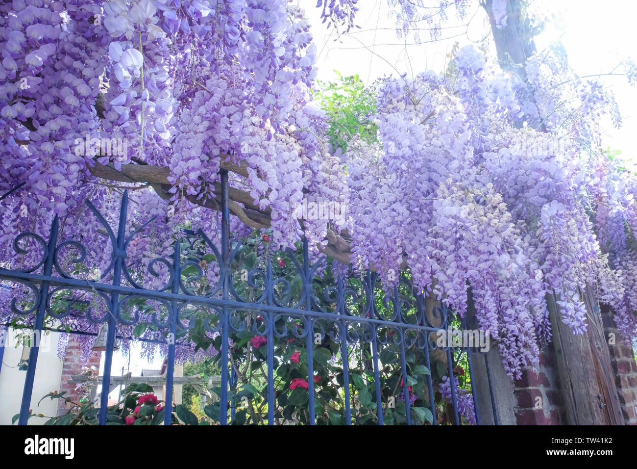 Wisteria branches hires stock photography and images Alamy
