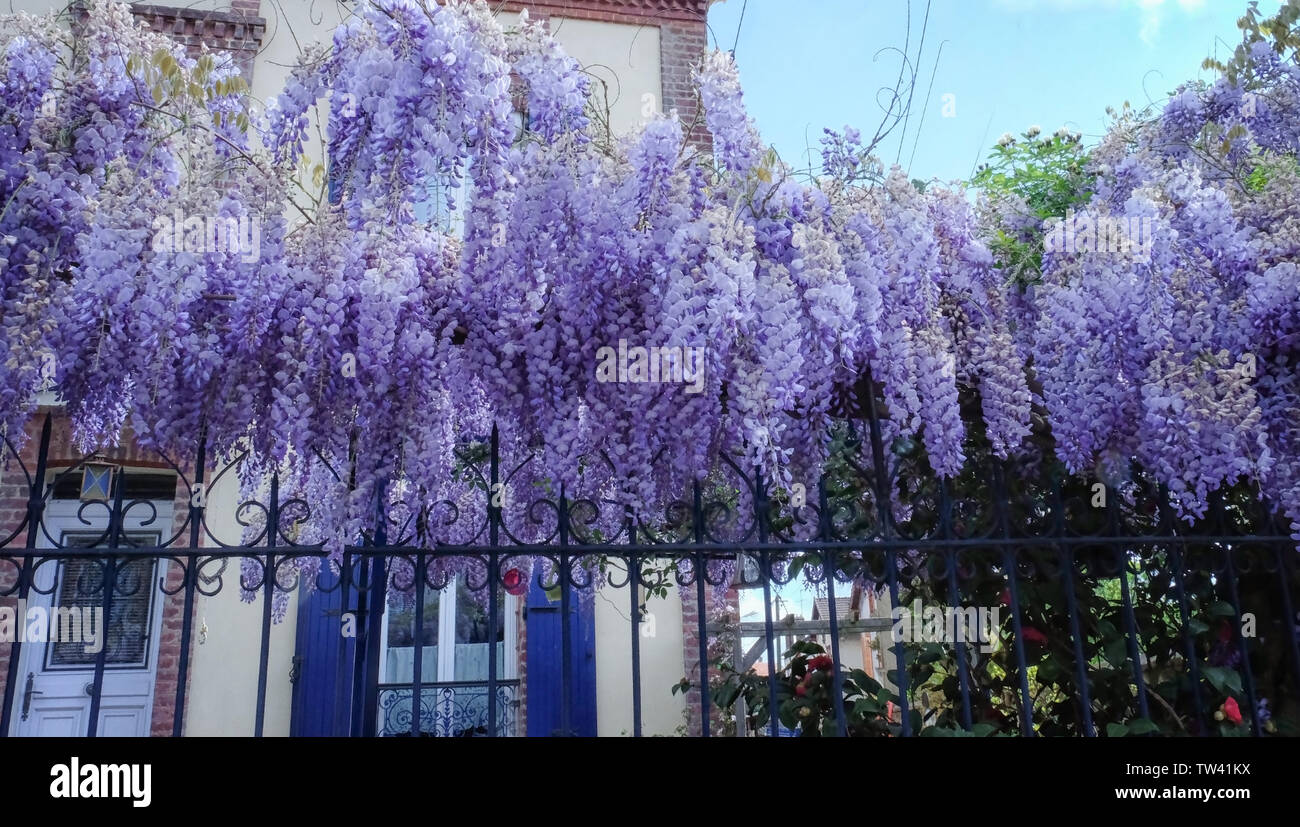 Wisteria branches hires stock photography and images Alamy