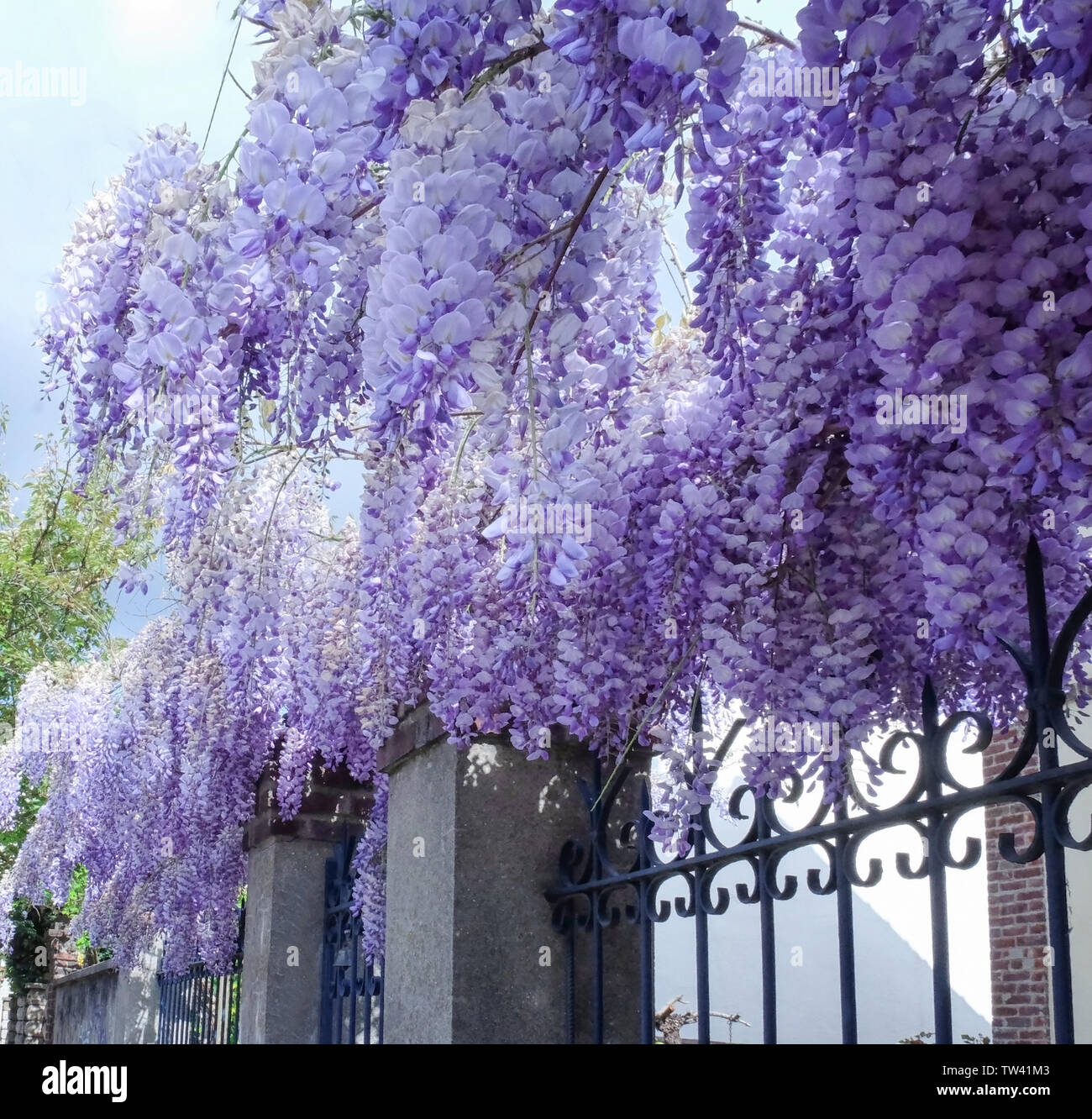 Wisteria branches hires stock photography and images Alamy