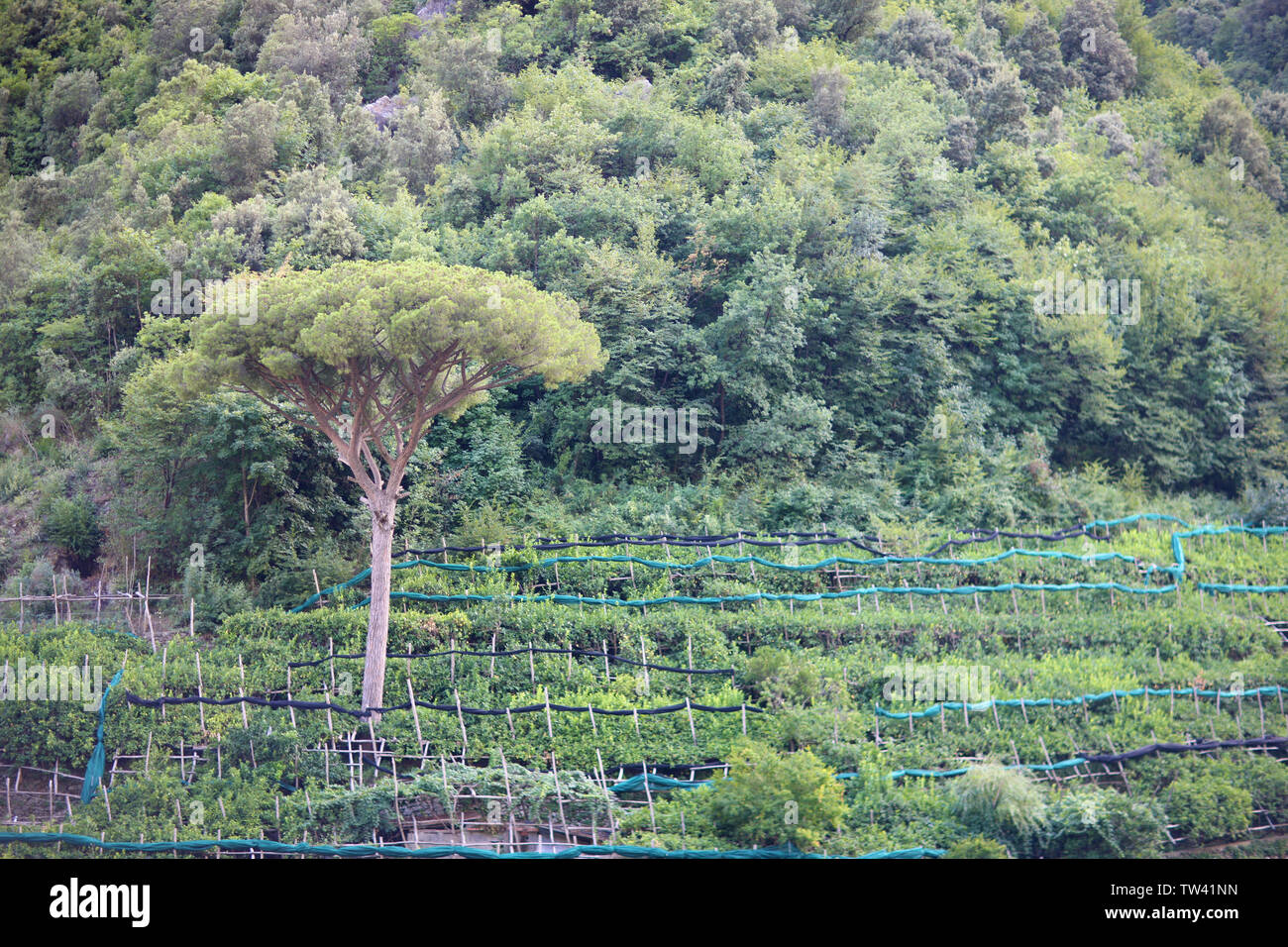 Plantation Crops Of Citrus And Olive Trees On Hillside Terraces Italy Stock Photo Alamy