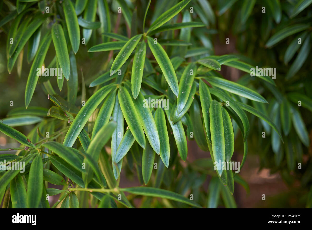 Podocarpus neriifolius tropical tree Stock Photo