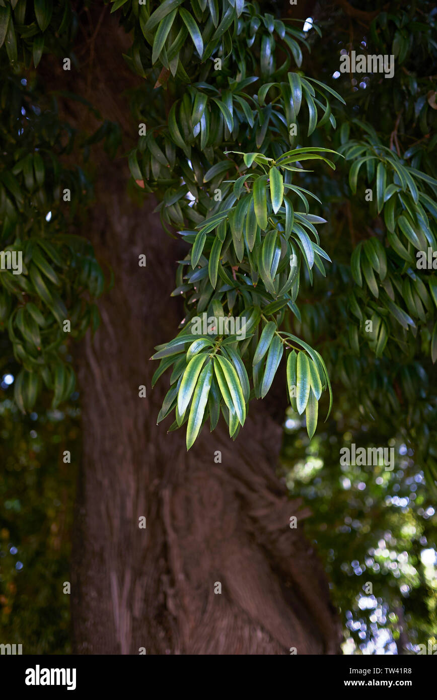 Podocarpus neriifolius tropical tree Stock Photo