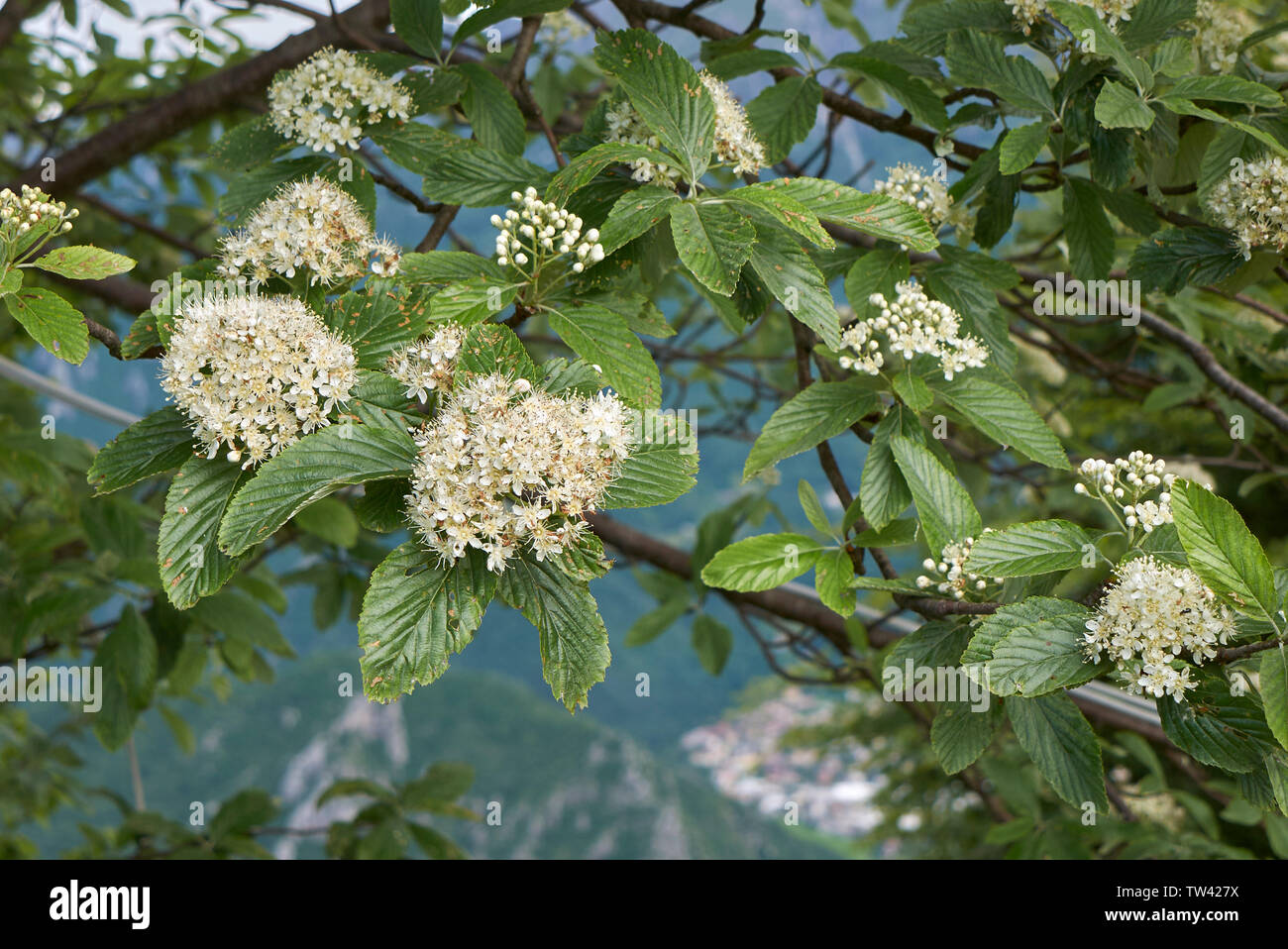 Sorbus aria branch with flowers Stock Photo