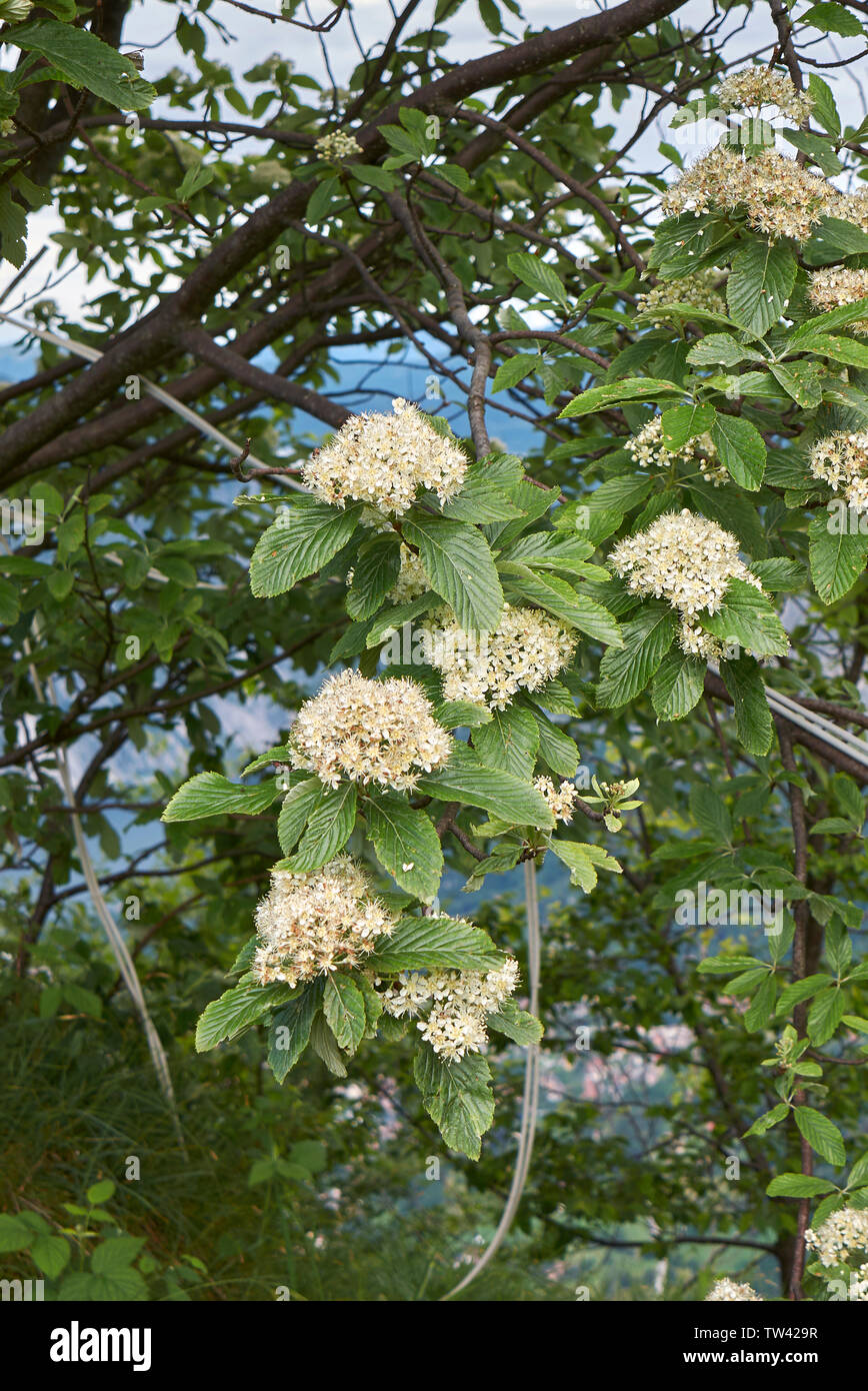 Sorbus aria branch with flowers Stock Photo