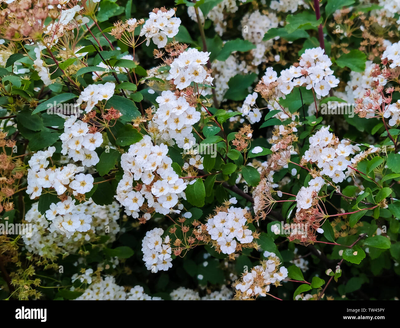 Bushes white flowers of spiraea or meadowsweet Stock Photo