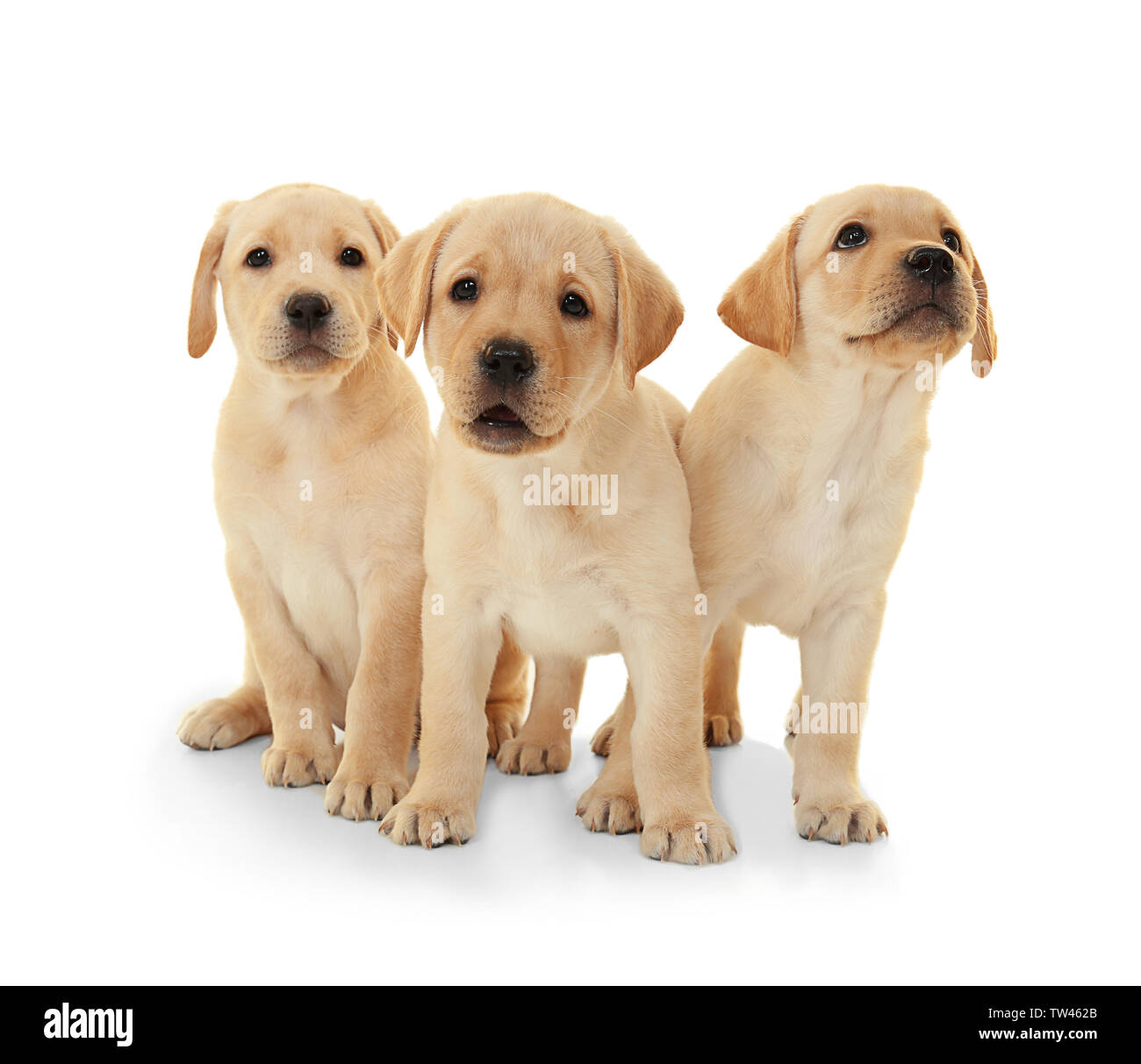 Cute labrador retriever puppies on white background Stock Photo - Alamy