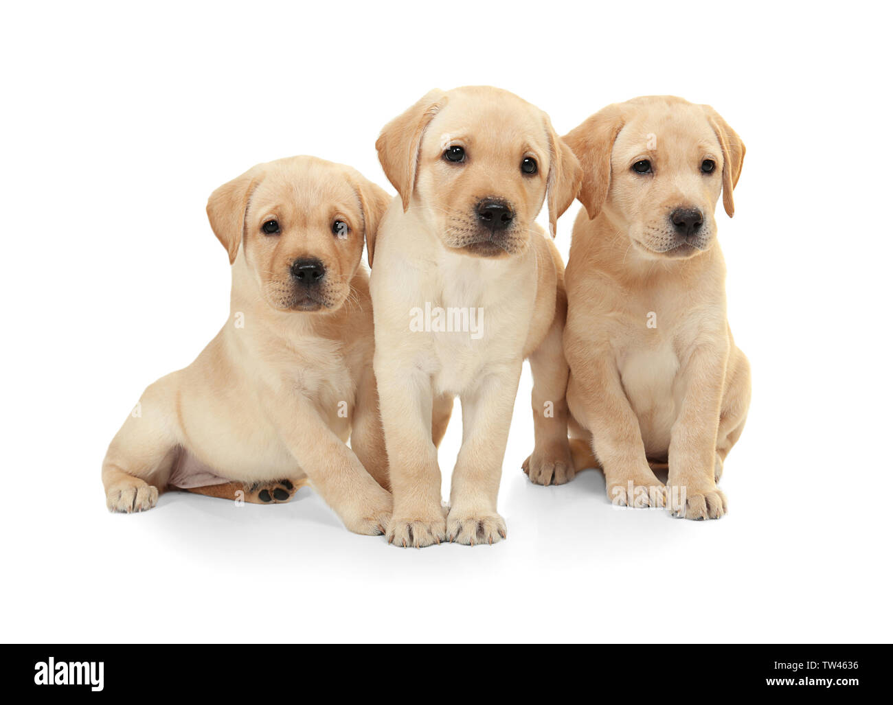 Cute labrador retriever puppies on white background Stock Photo - Alamy Cute labrador retriever puppies on white background Stock Photo - Alamy