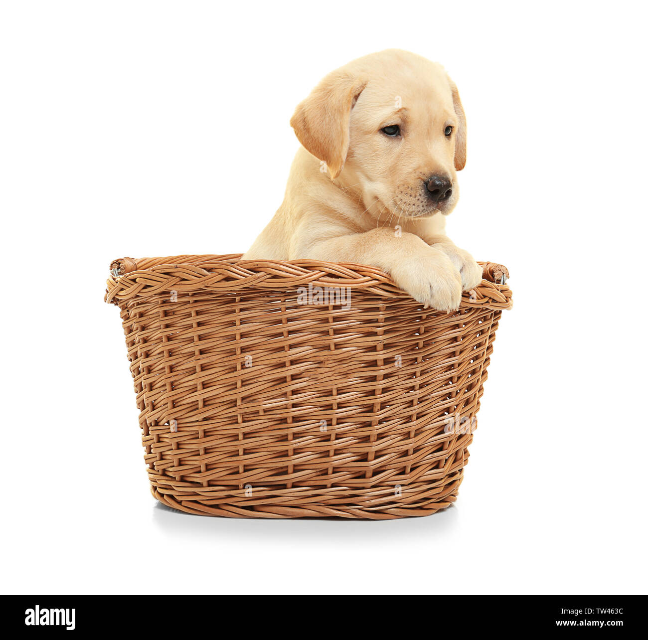 Cute labrador retriever puppy in wicker basket on white background Stock  Photo - Alamy