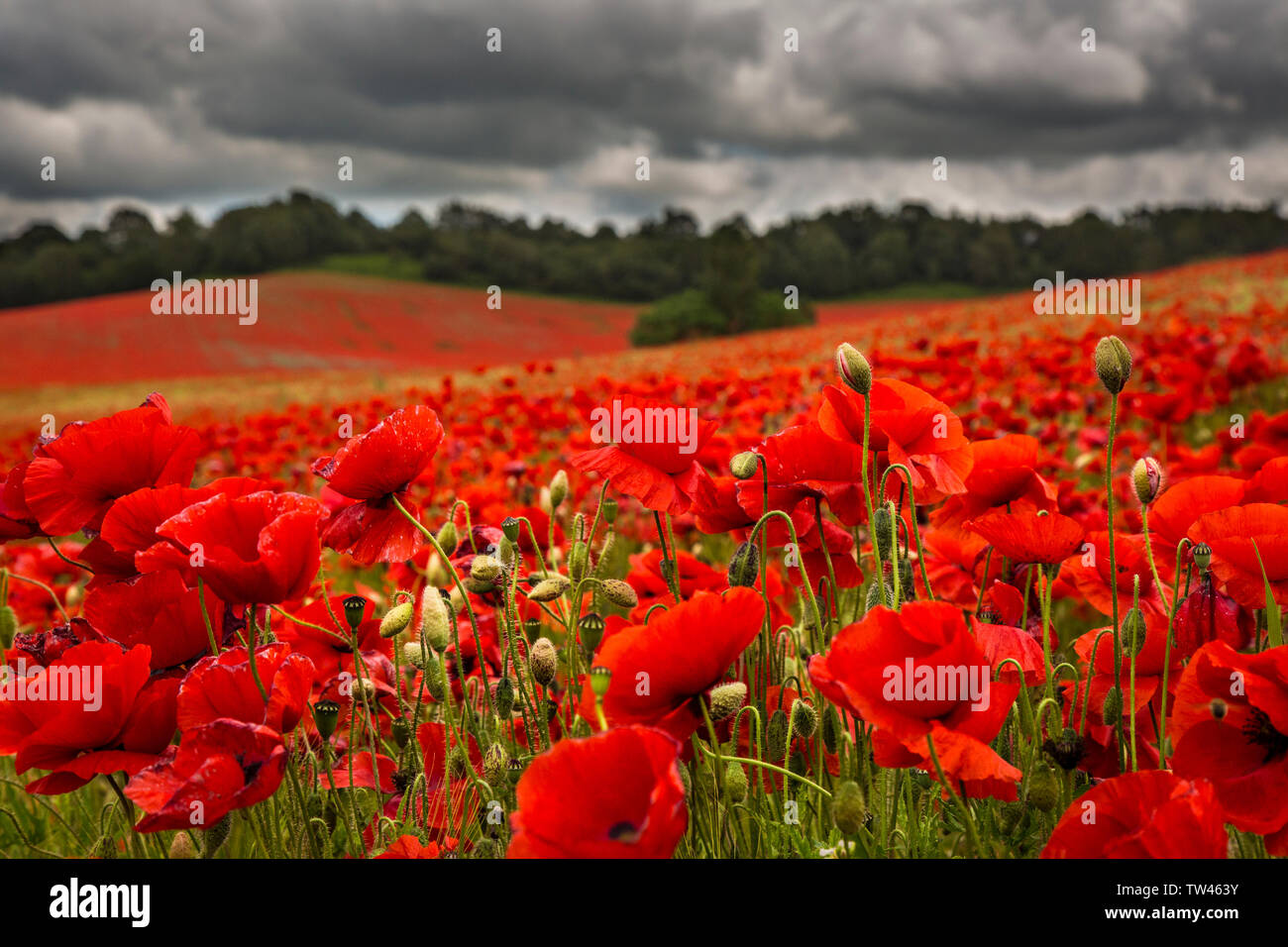Early evening summer landscape view, rural UK poppy field with dark dramatic storm clouds gathering in sky. Beautiful poppies (Papaver) naturally lit Stock Photo