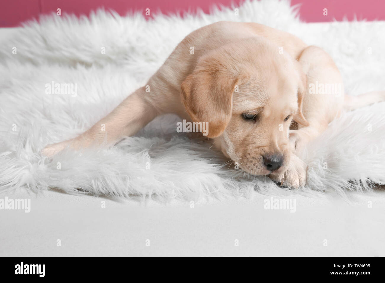fluffy labradors