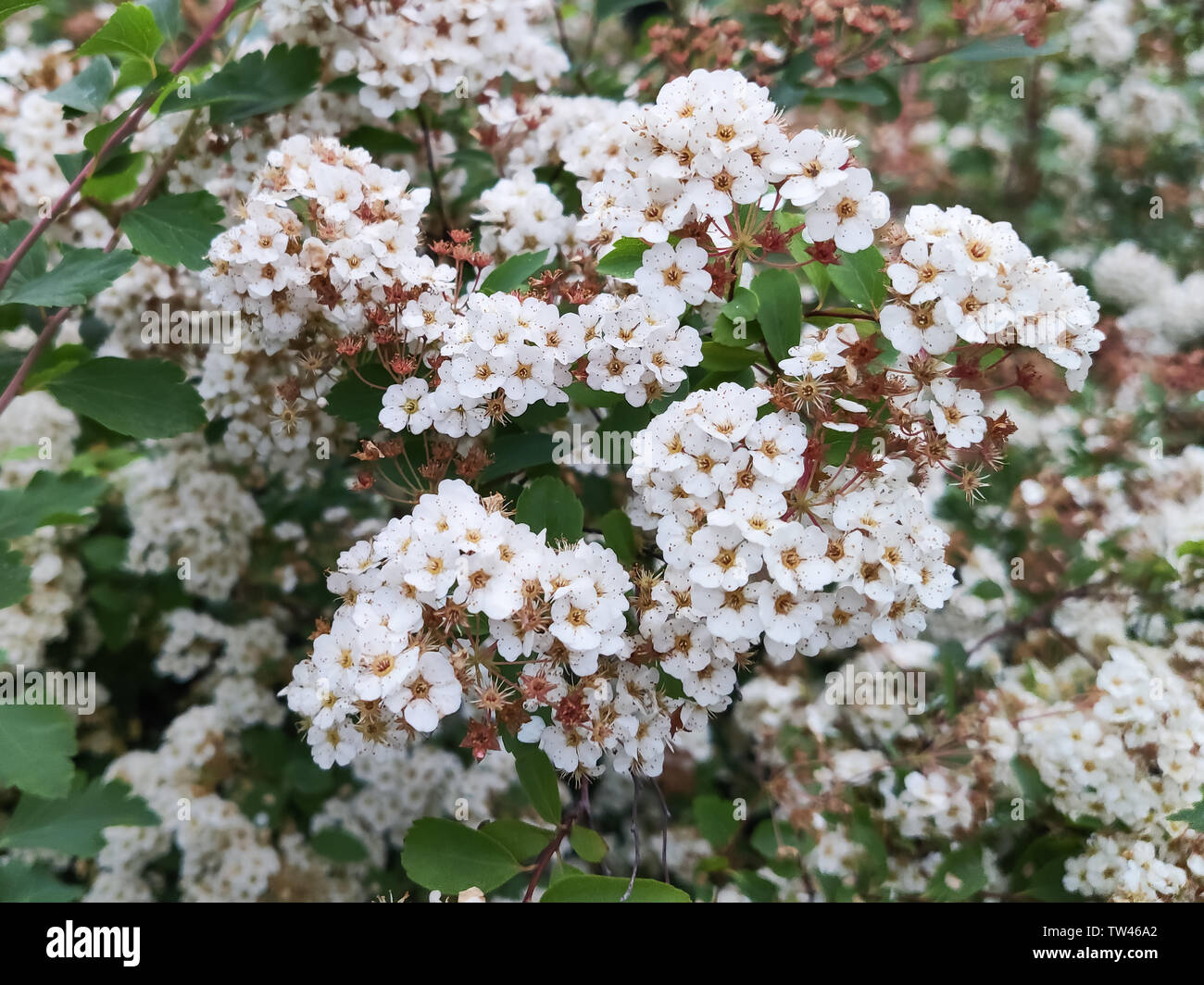 Spring seasonal blooming bush of white Spirea vanhouttei with selective focus. Stock Photo
