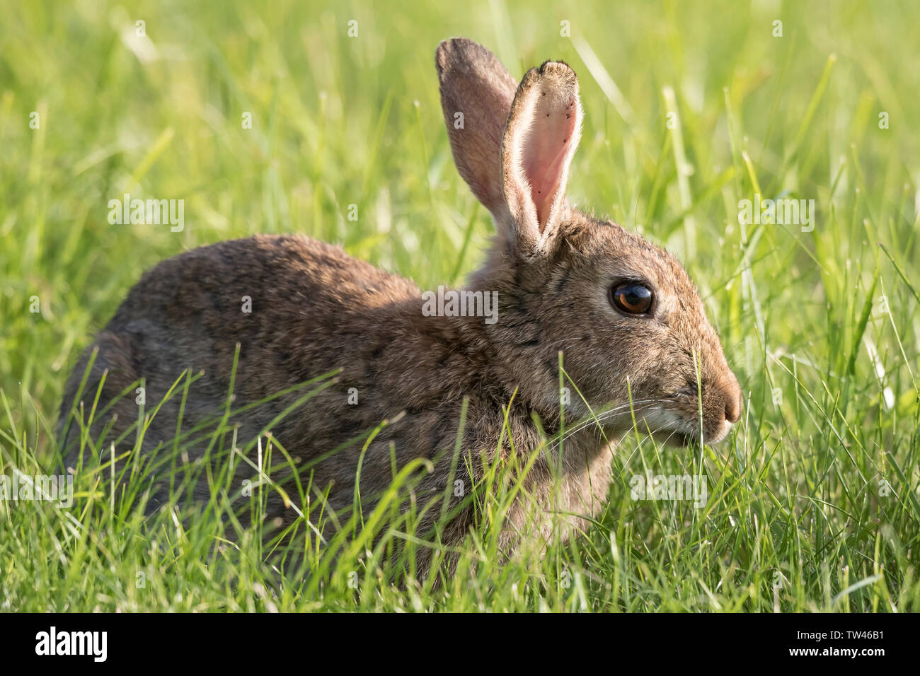 European rabbits common rabbit oryctolagus hi-res stock photography and ...