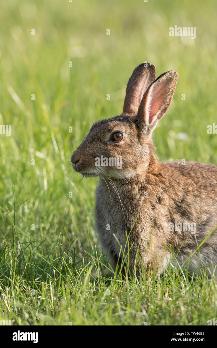Rabbit close hi-res stock photography and images - Alamy