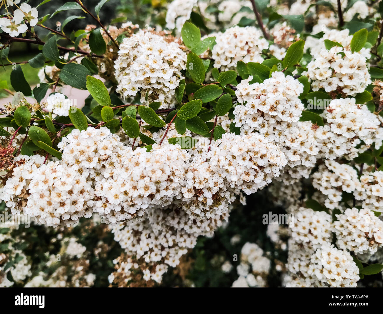 Bushes white flowers of spiraea or meadowsweet Stock Photo