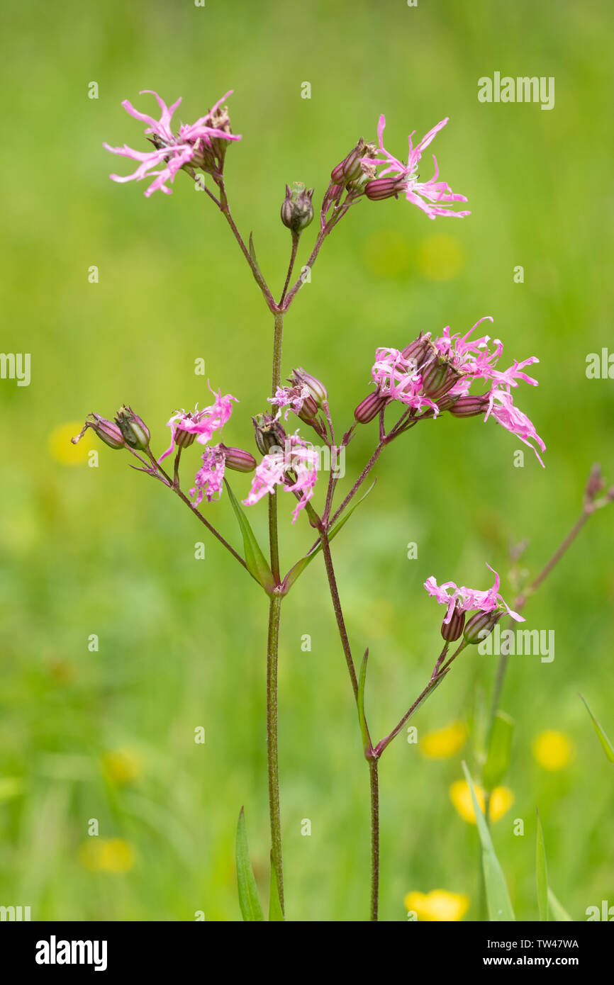 Ragged robin flowers (Lychnis flos-cuculi), a pink wildflower growing in a wet meadow in Hampshire, UK, during June Stock Photo
