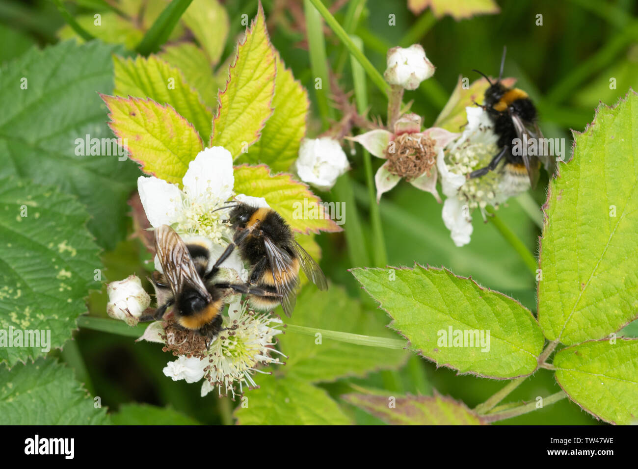 Three bumblebees on bramble (blackberry) flowers during June, UK Stock Photo