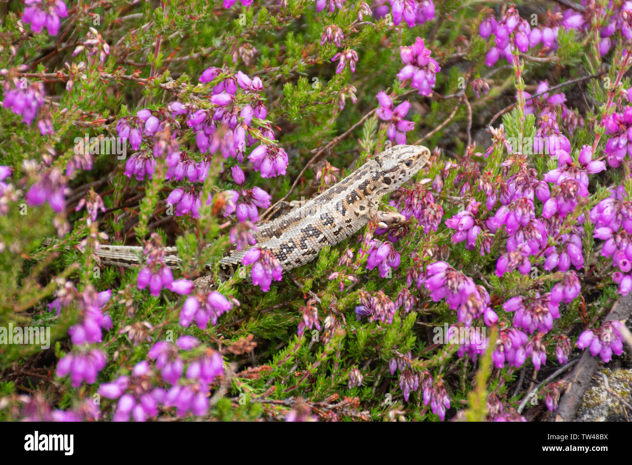 Sand lizard (Lacerta agilis), a gravid female ready to lay her eggs, on pink bell heather in West Sussex, UK Stock Photo