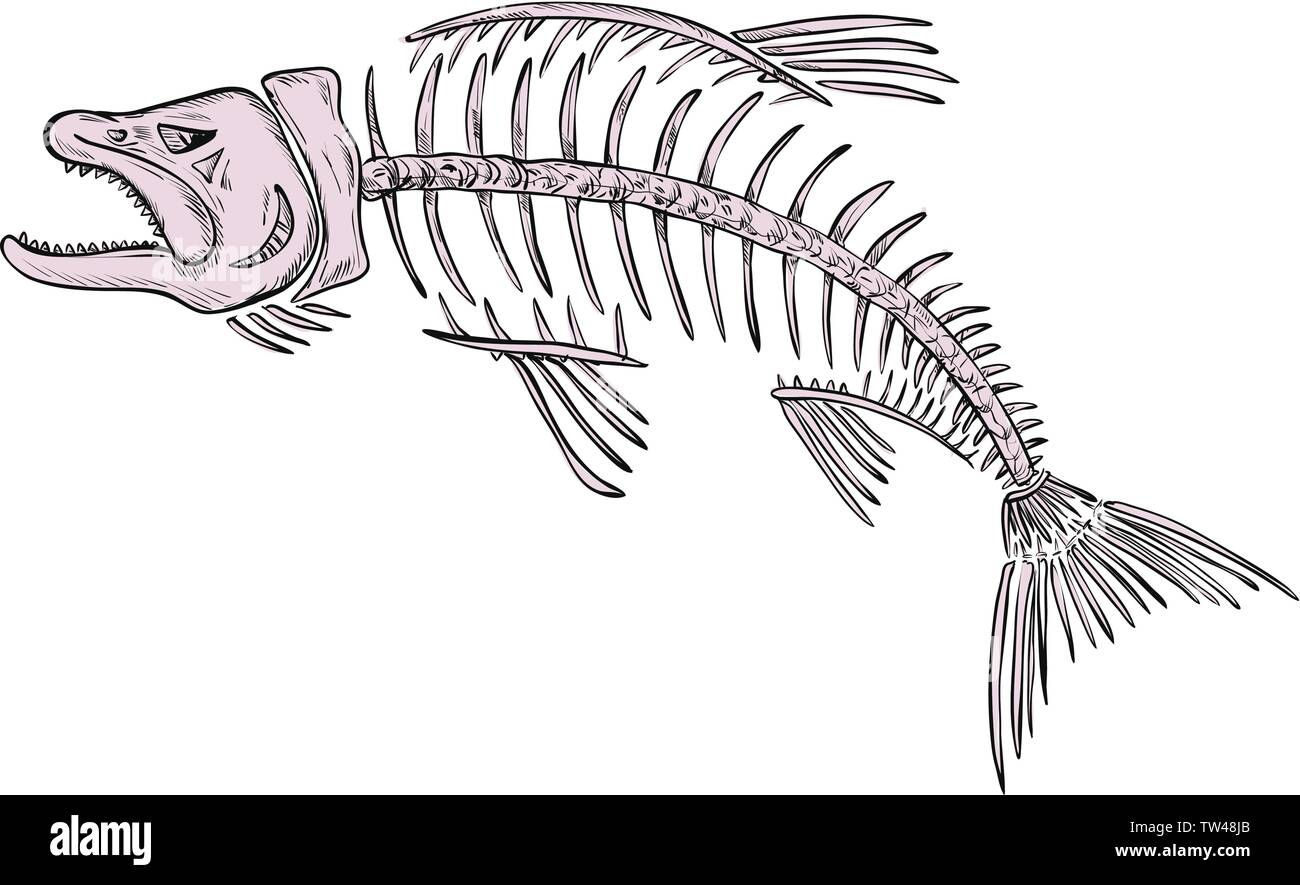 Skeleton of salmon hires stock photography and images Alamy
