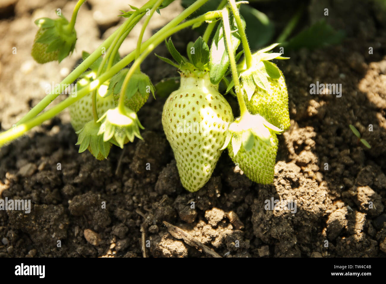Bushes of strawberry plant in garden on sunny day Stock Photo - Alamy