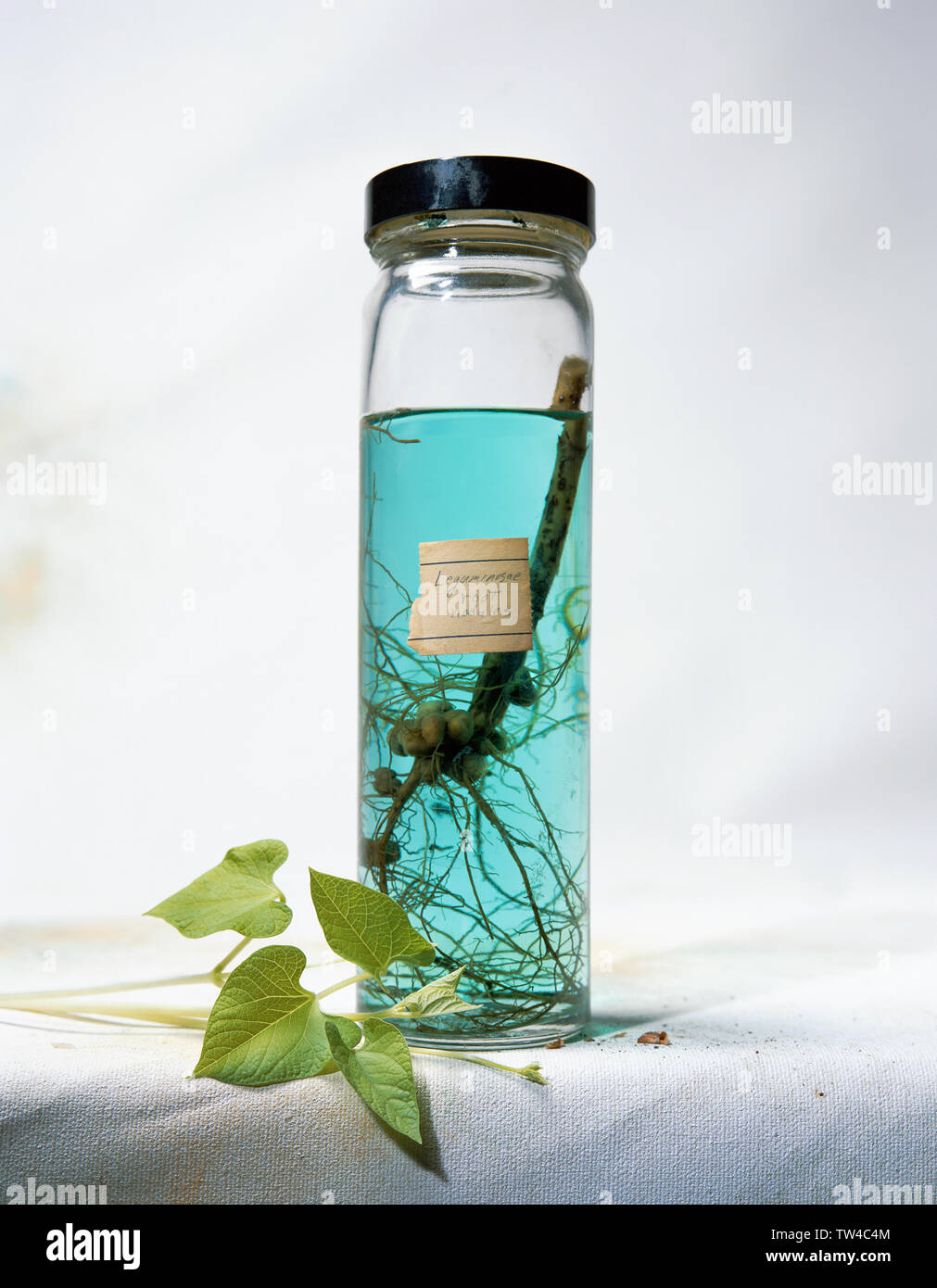 Botanical science laboratory specimen jar with preserved legume root nodules and bean plant leaves Stock Photo