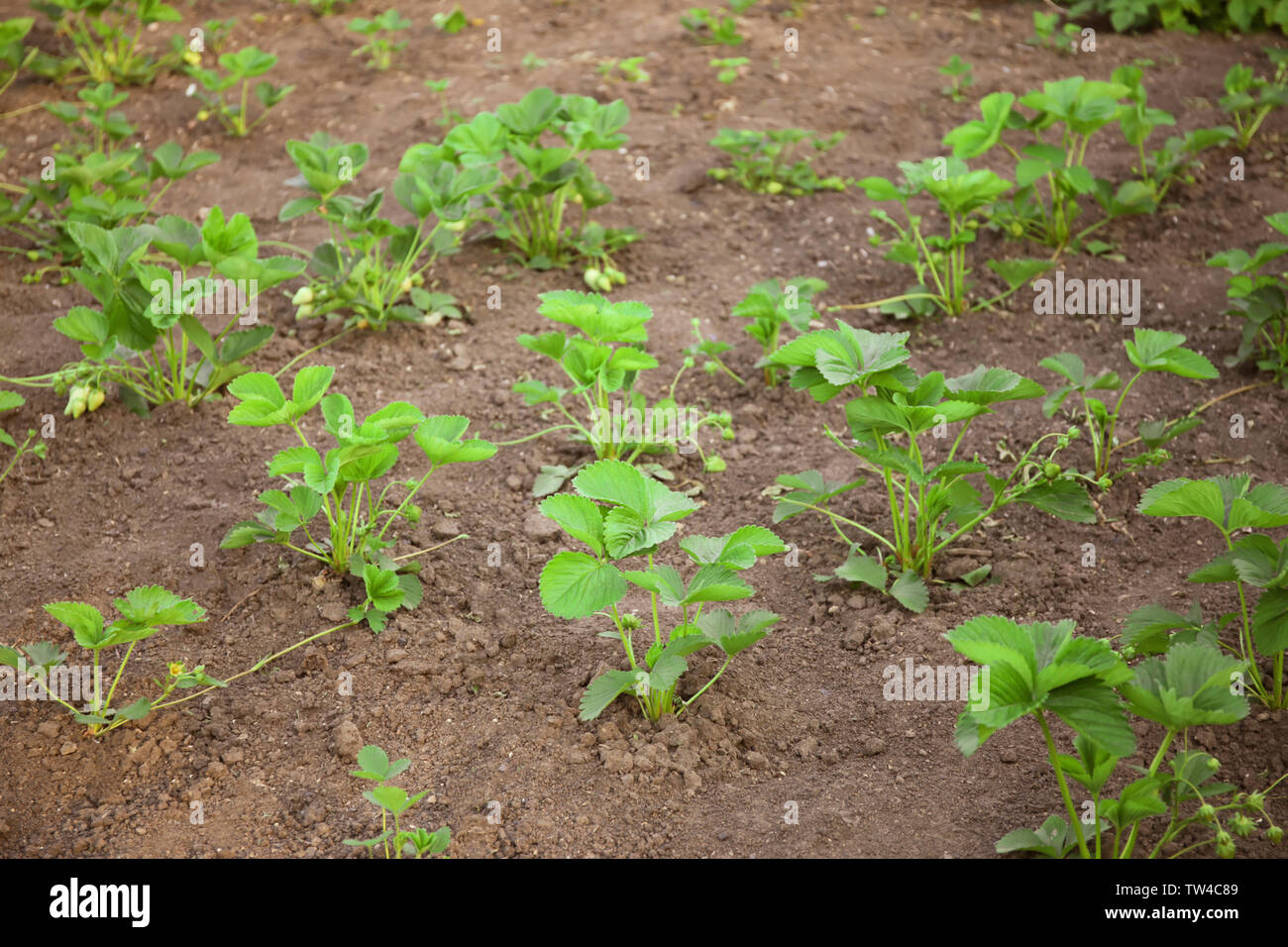 Beautiful strawberry plant unripe hi-res stock photography and images ...
