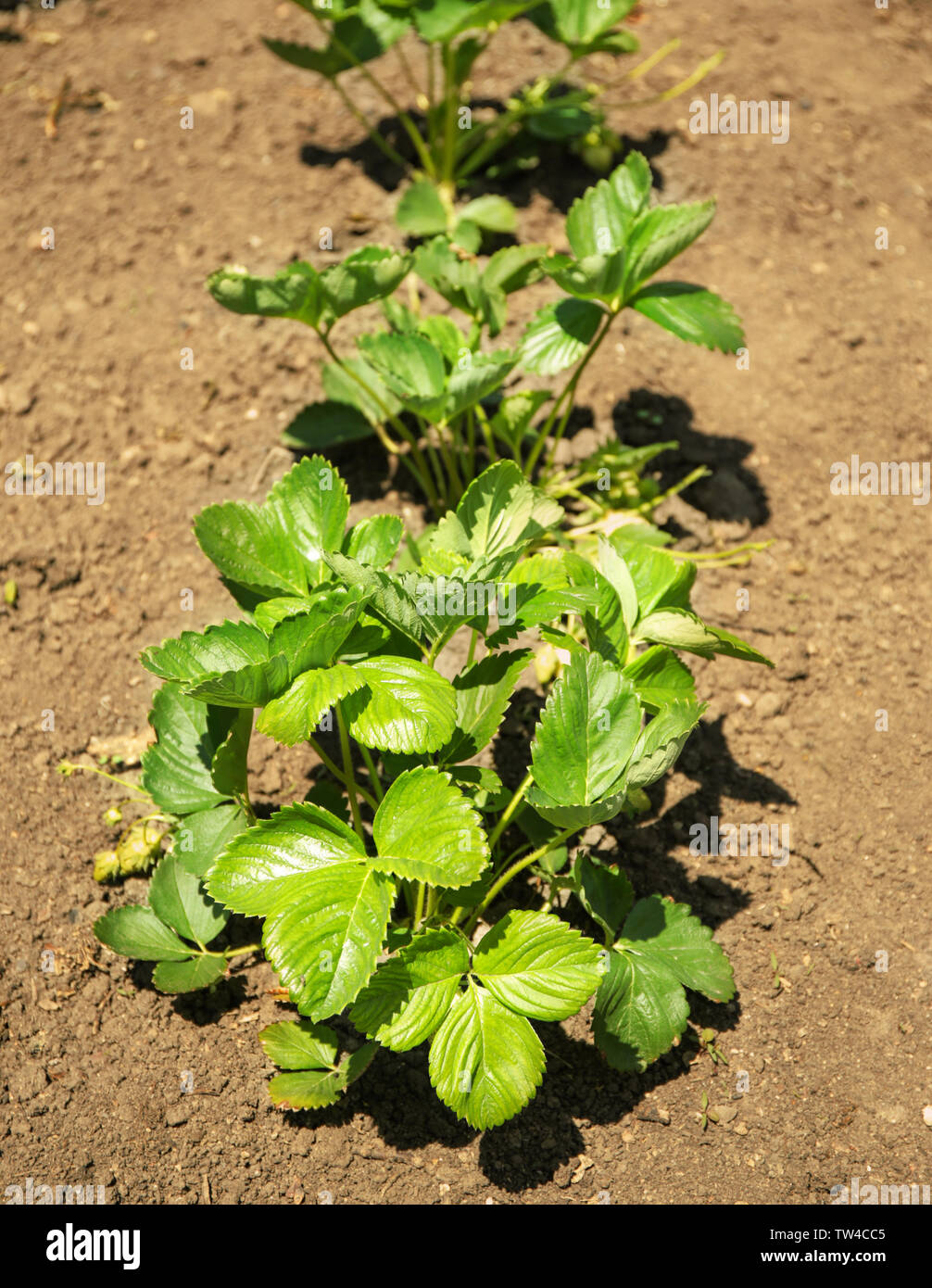 Bushes of strawberry plant in garden on sunny day Stock Photo - Alamy