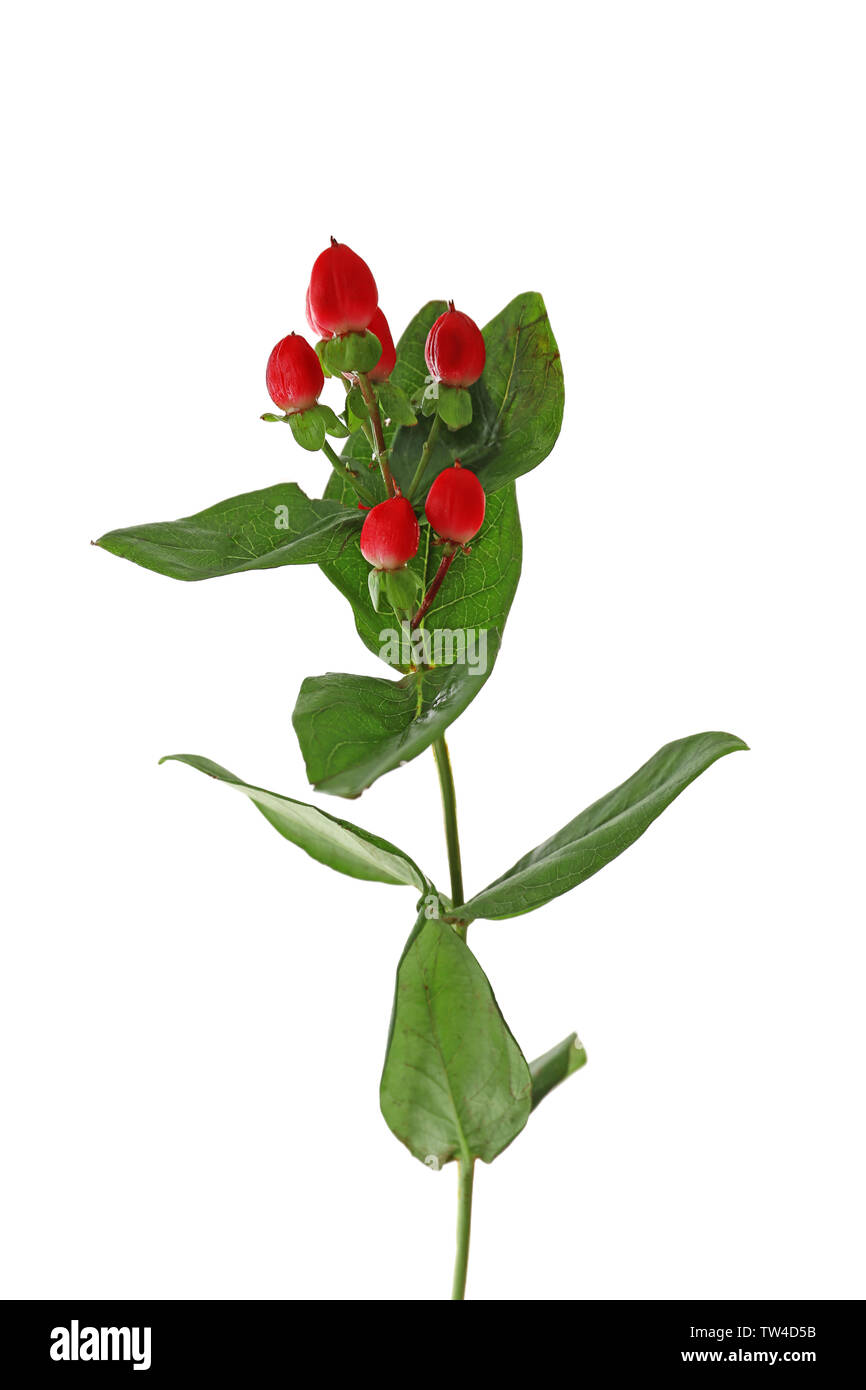 Beautiful hypericum plant on white background Stock Photo - Alamy