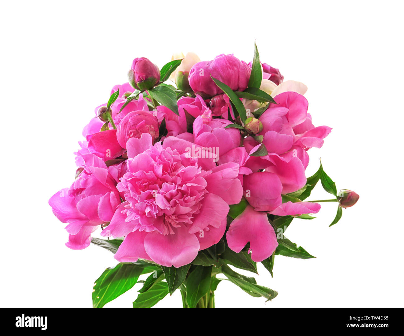 Beautiful peony flowers on white background Stock Photo - Alamy