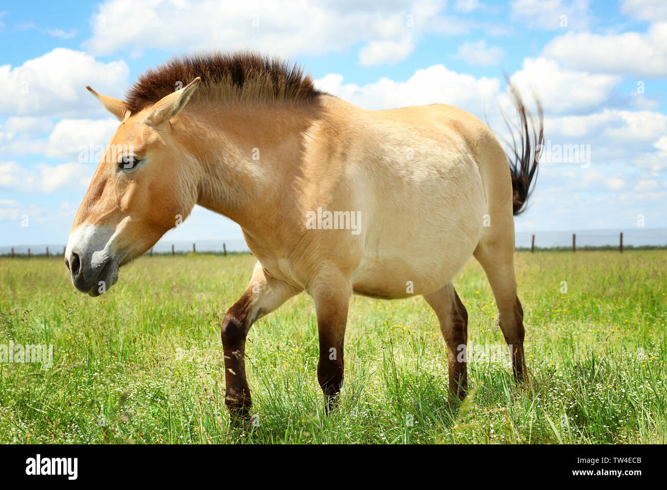 Mongolian wild horse in pasture on summer day Stock Photo