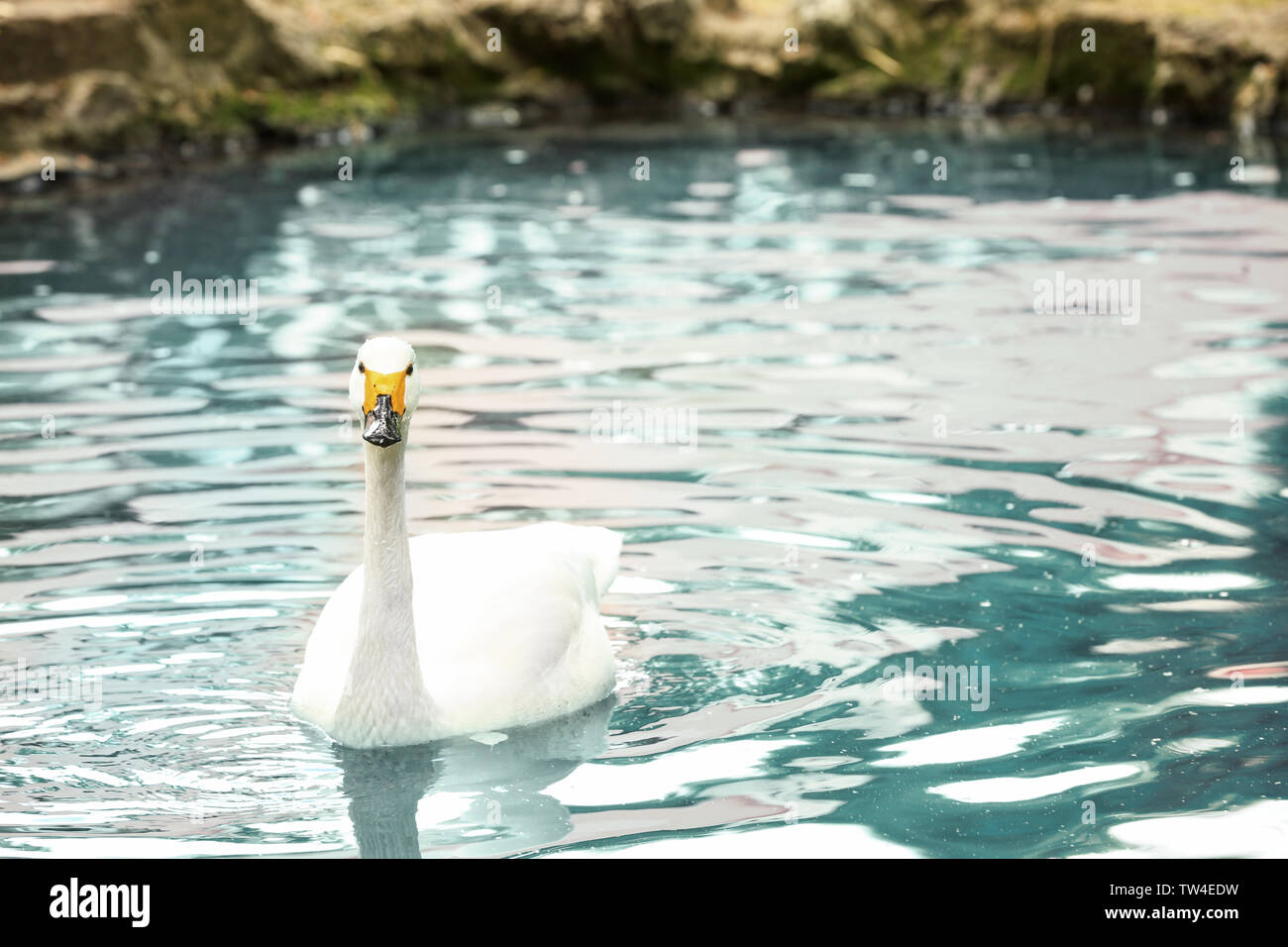 Beautiful white swan swimming in pond Stock Photo - Alamy