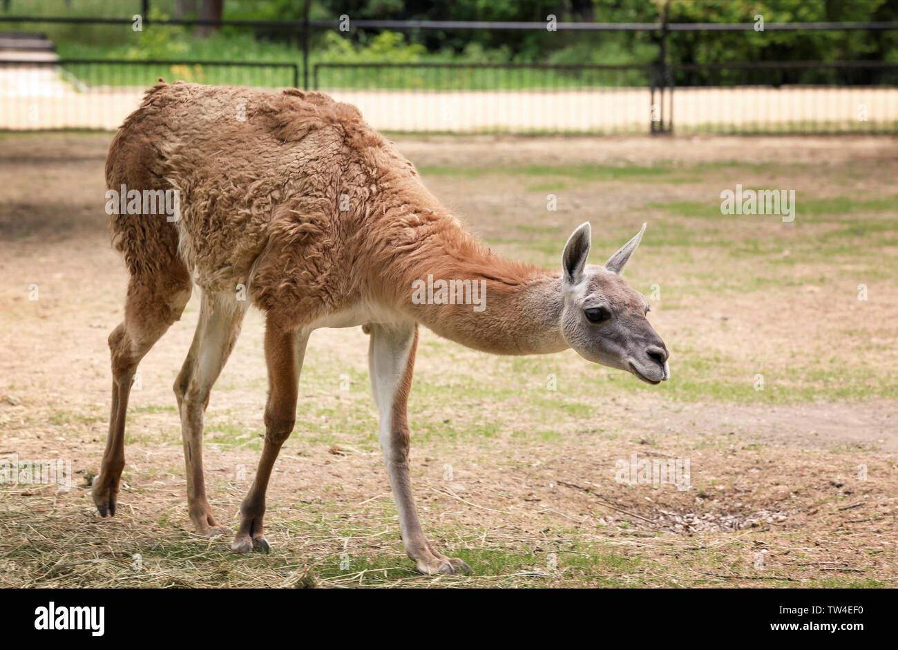 Funny lama hi-res stock photography and images - Alamy