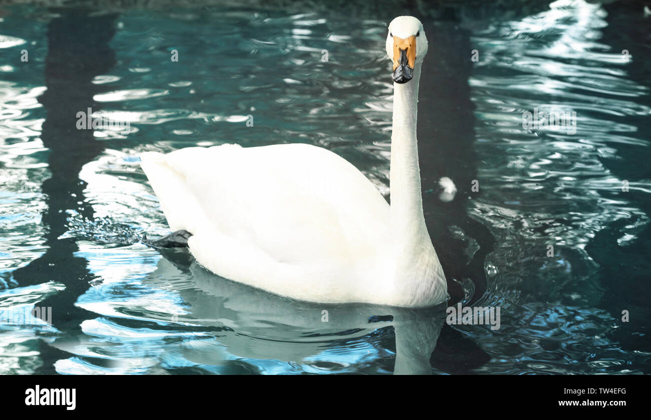 Beautiful white swan swimming in pond Stock Photo - Alamy
