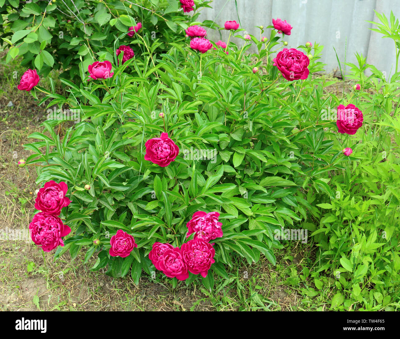 Beautiful peony flowers in garden Stock Photo - Alamy