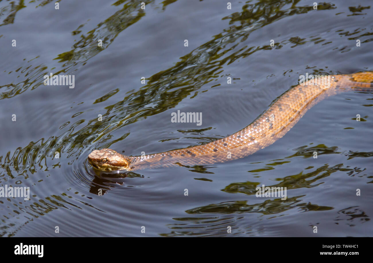 Snake swimming in water. Venomous water moccasin snake swimming in