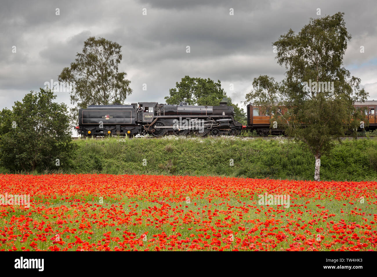 Side view of vintage UK steam train (with coal tender) in a summer countryside landscape scene passing fields of red poppies. Stock Photo