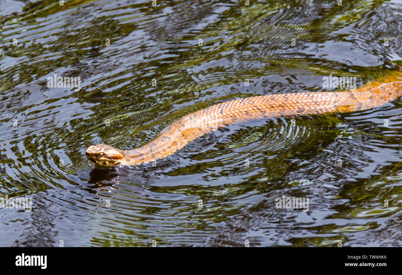 Snake swimming in water. Venomous water moccasin snake swimming in tropical creek water. Outdoor natural setting of wildlife animals. Stock Photo