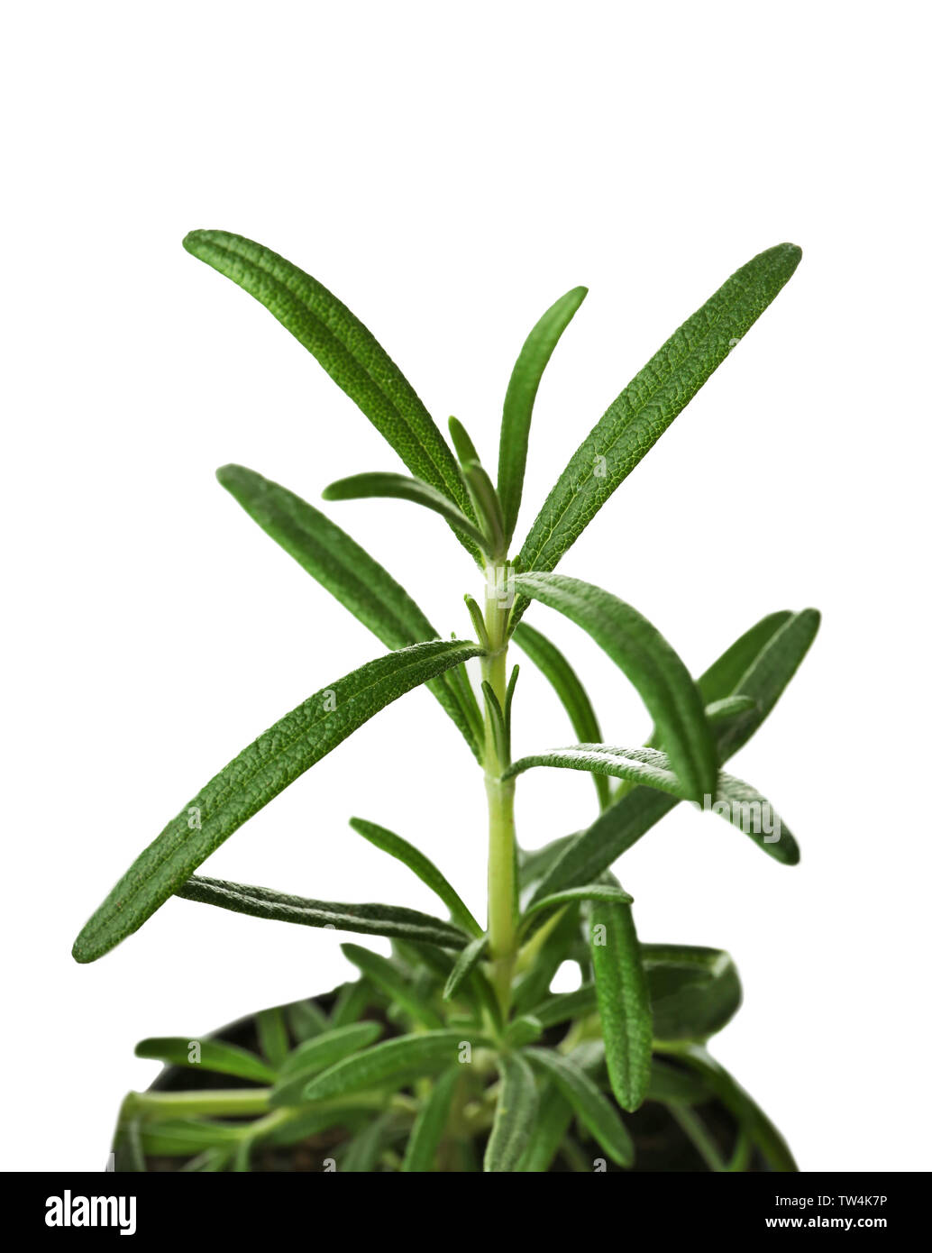 Green rosemary plant in pot on white background Stock Photo - Alamy