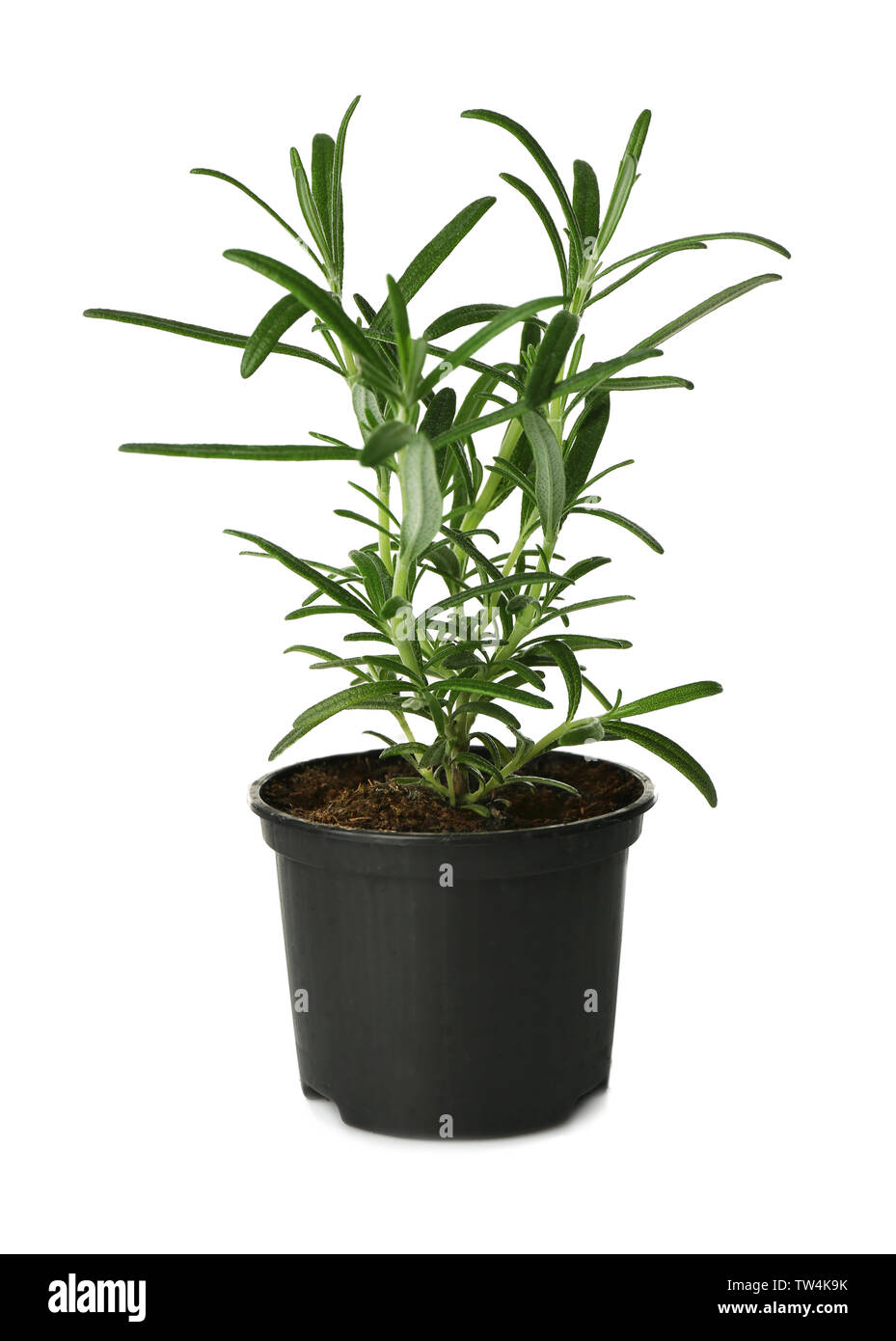 Green rosemary plant in pot on white background Stock Photo - Alamy