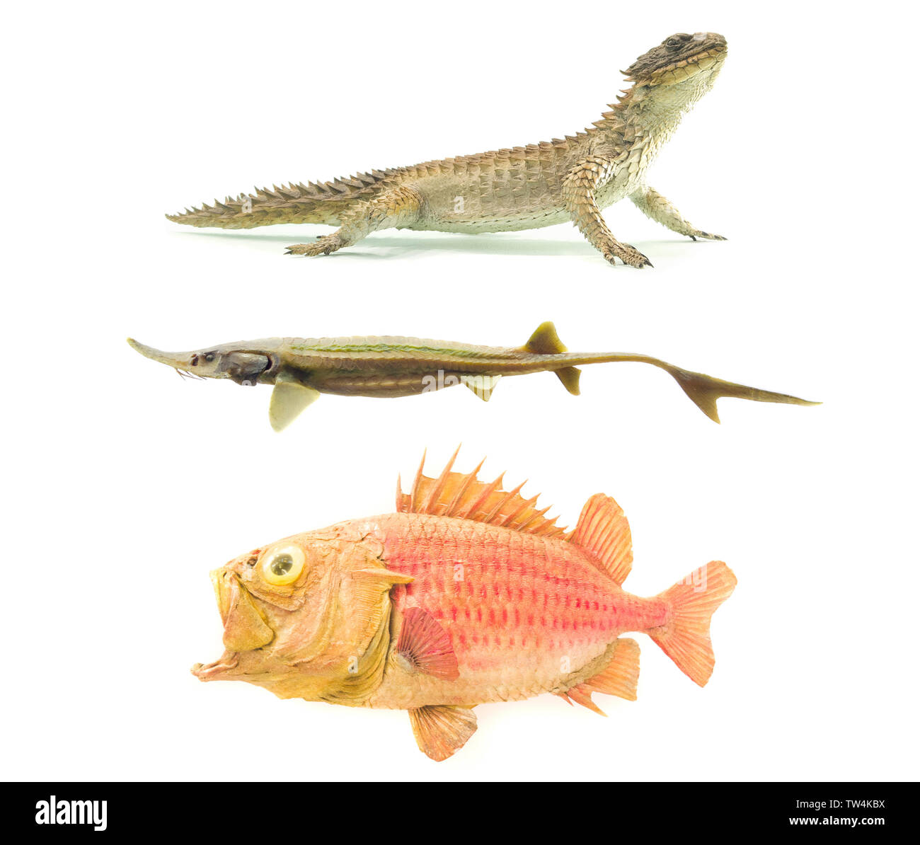 set of old ancient fish and reptile isolated on white Stock Photo Alamy
