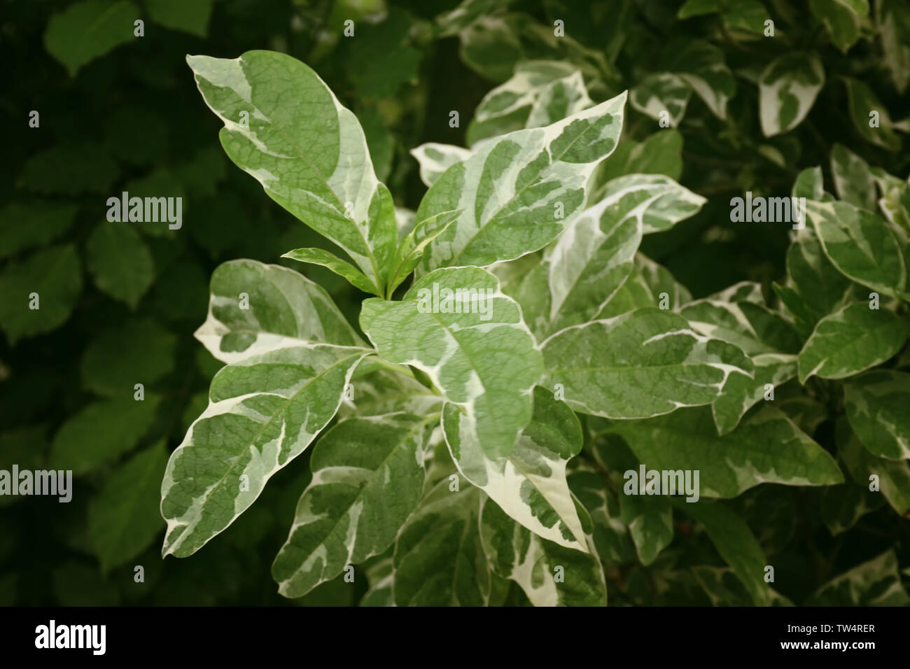 Green tropical plant in botanical garden Stock Photo - Alamy